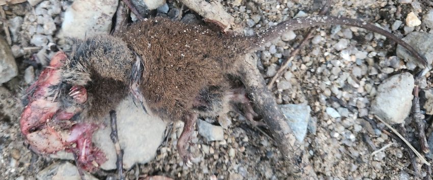 Corpse of small furry mammal