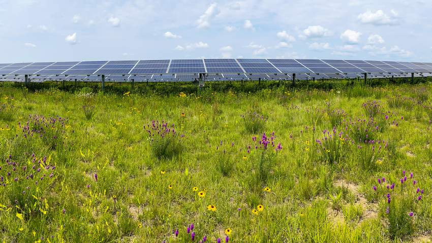Solar panels with grasses and flowers