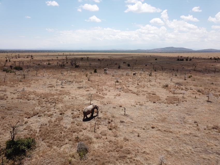 Dry landscape with elephants
