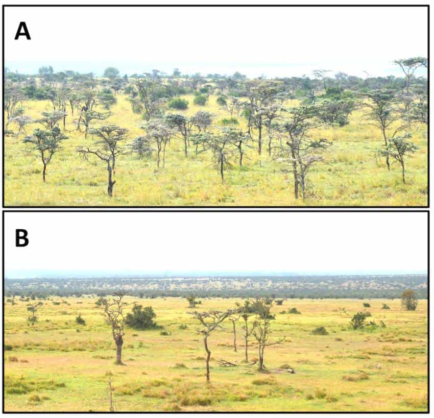 Two photos of landscape, photo a has more trees than photo b