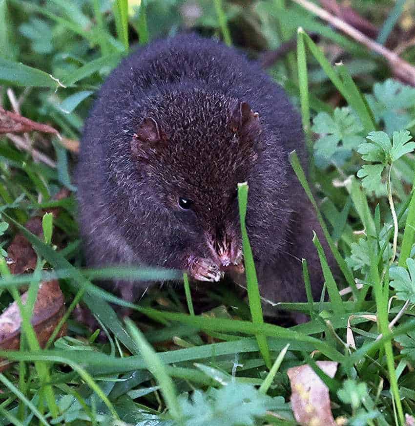 Mainland dusky antechinus sits in grass