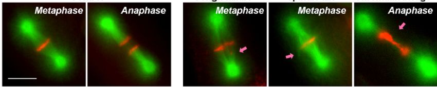 Microscope images showing green fluorescent chromosomes undergoing meiosis