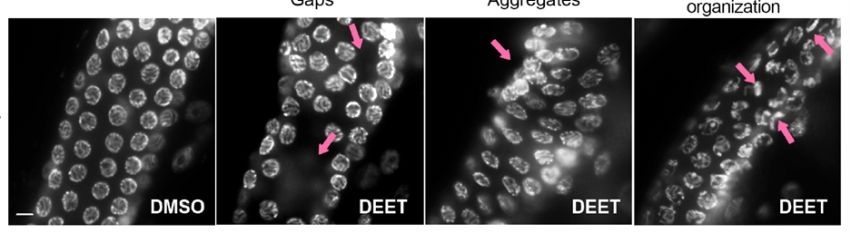 Black and white microscope image of eggs in worms. The image on the left shows normal eggs and the three images on the right show abnormal eggs after deet exposure