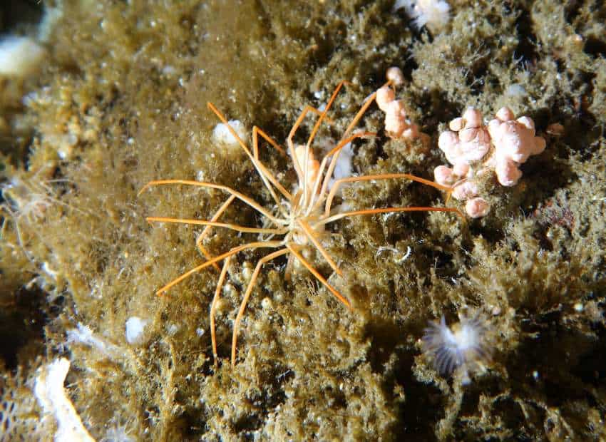 Giant antarctic sea spider