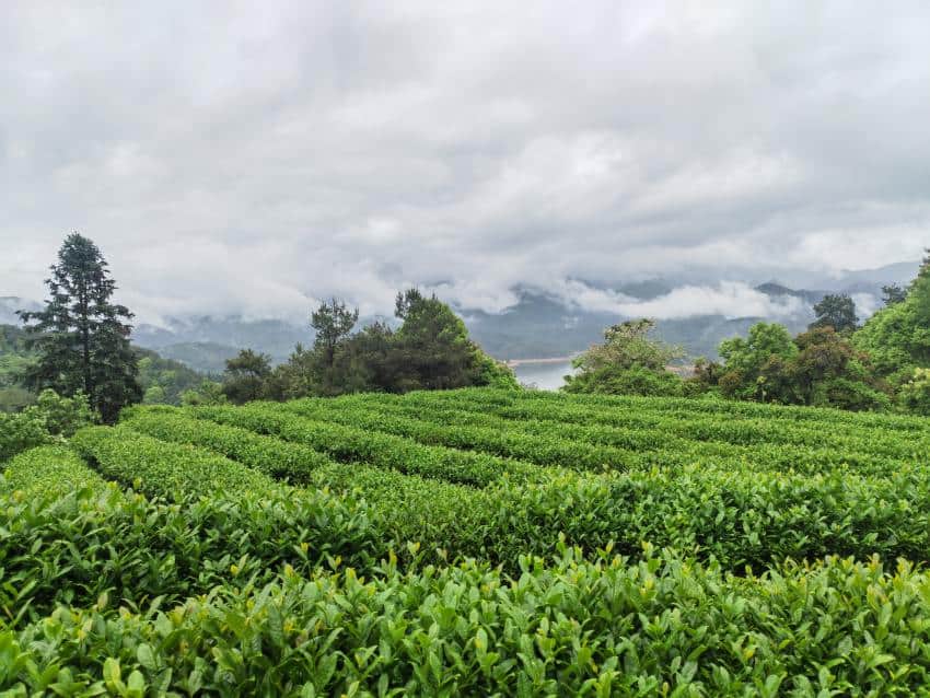 Tea plantation