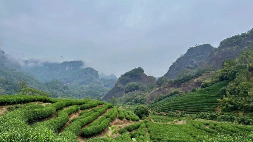 Tea plantation in mountains