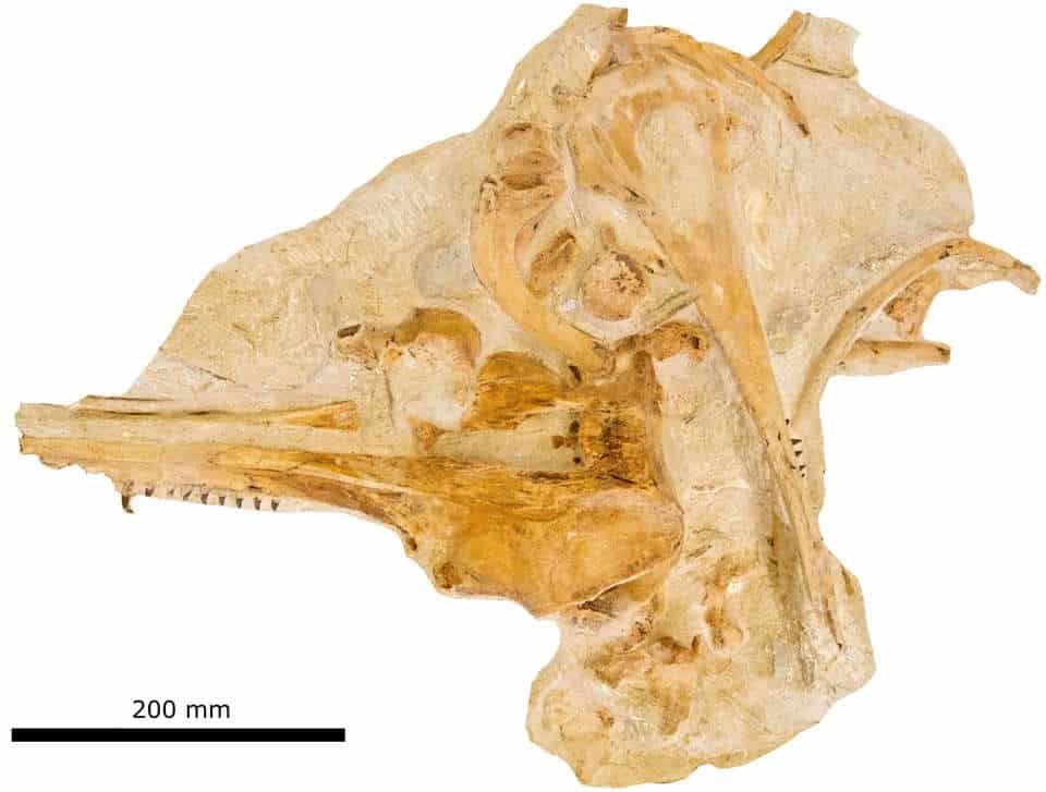 Dolphin skull in rock on white background with scale