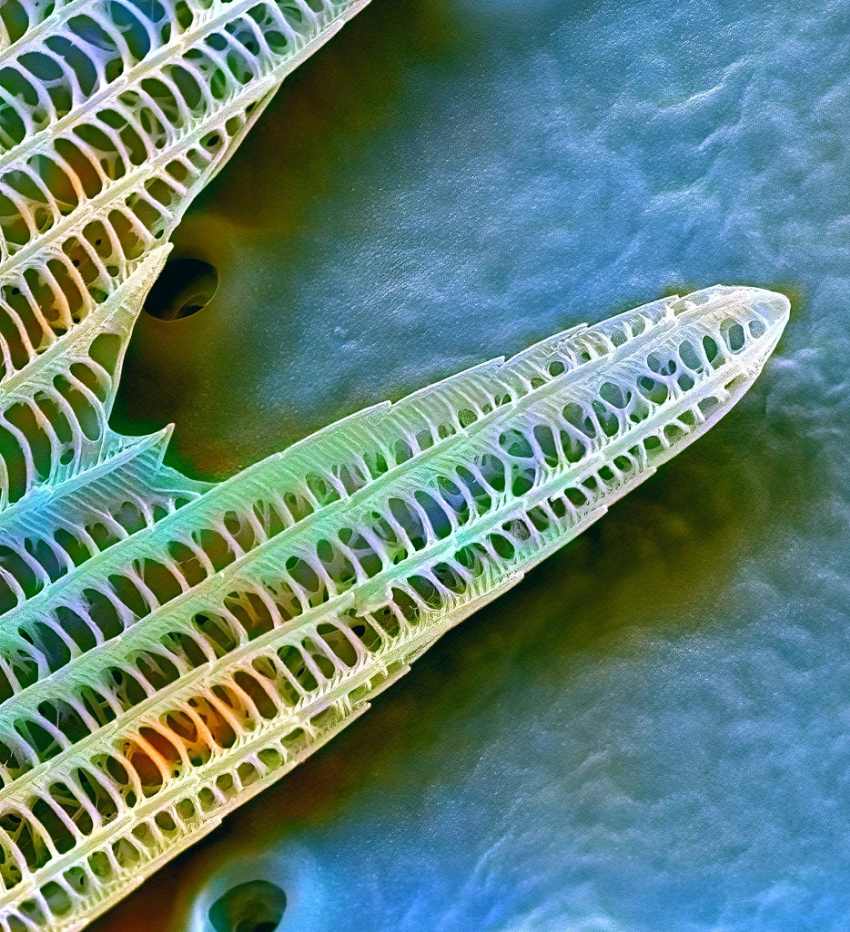 A photograph of the nanostructures on a butterfly wing, that look like a lattice