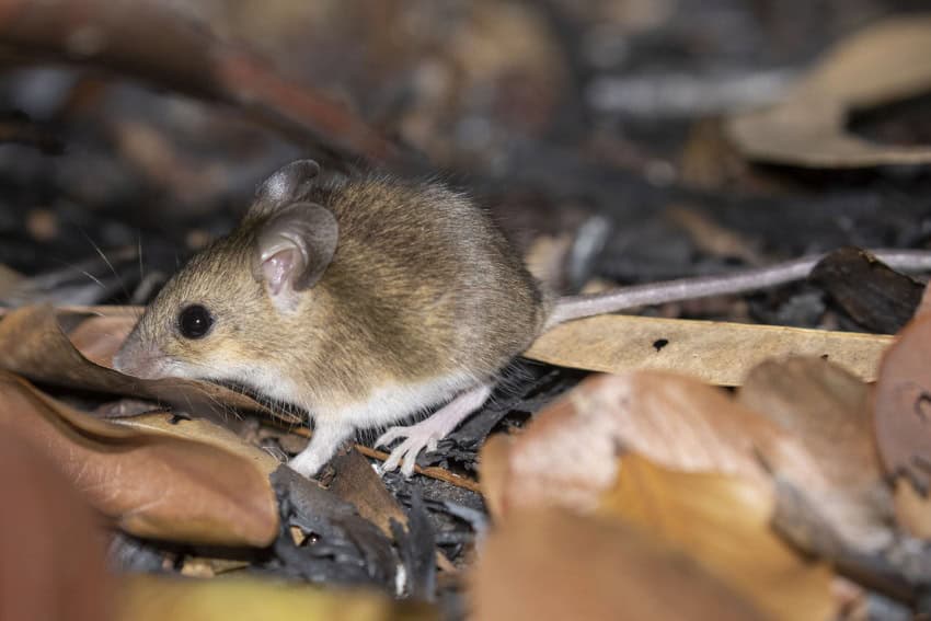 Delicate mouse 2. Credit isaac clarey cc by nc 850