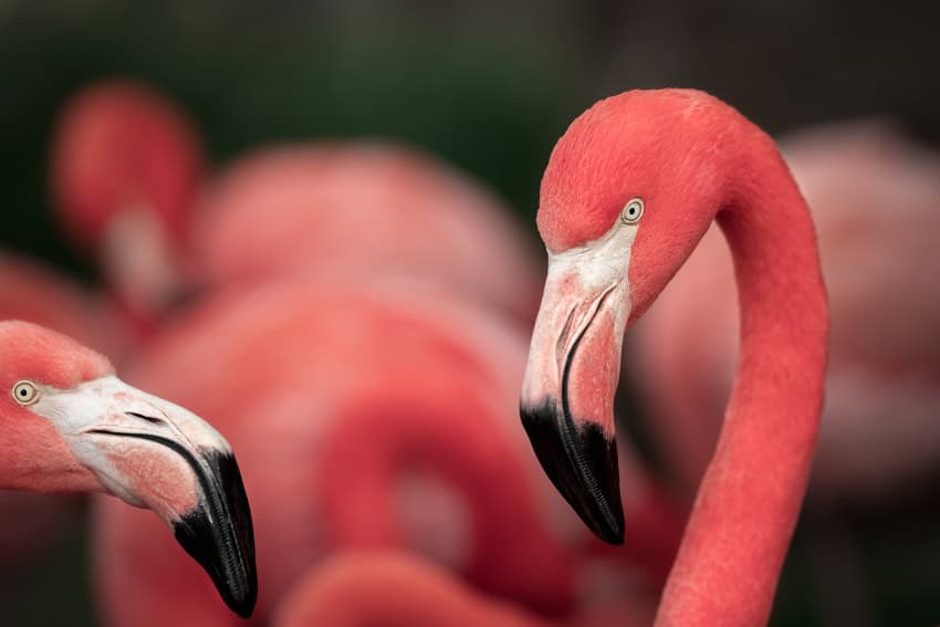 A close up photograph of a flamingo's face