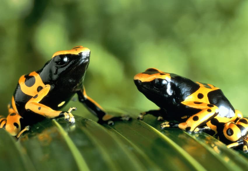 Two black and yellow banded and spotted frogs on a leaf