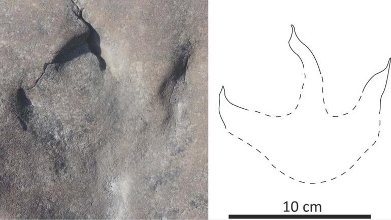 Theropod dinosaur fossilised track diagram scale