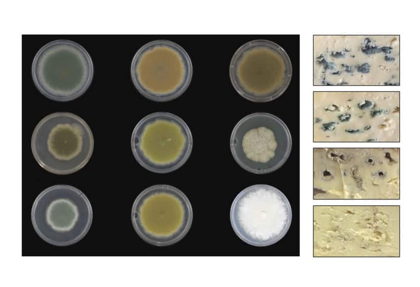 Uv muts and cheese 850