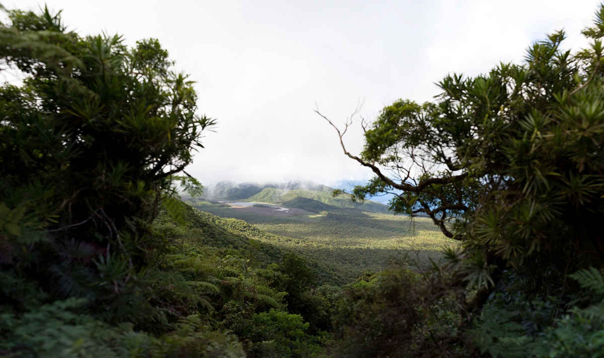 Panorama of forest on viti levu island, fiji