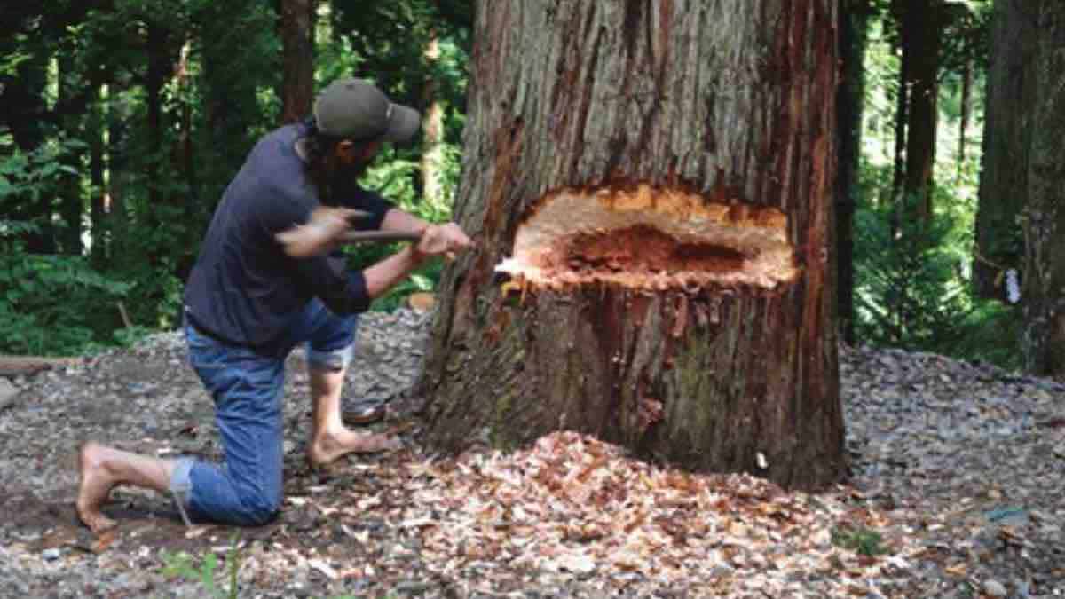 Stone tool use tree cutting