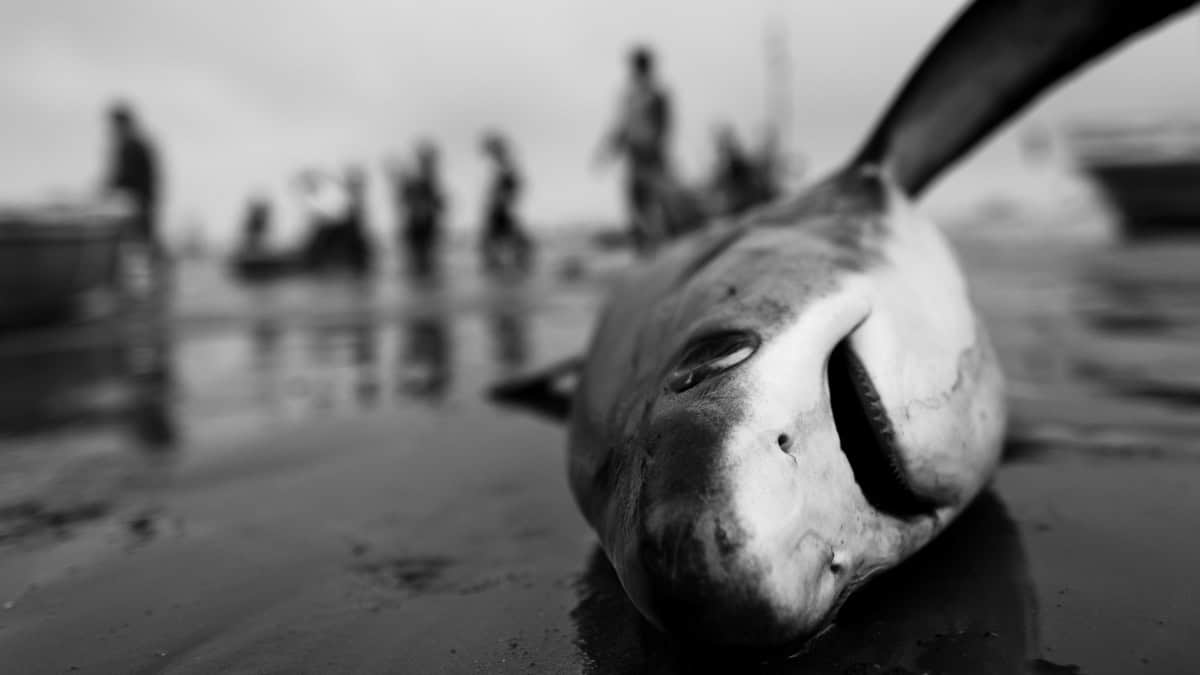 Black and white photo of a dead thresher shark on a beach