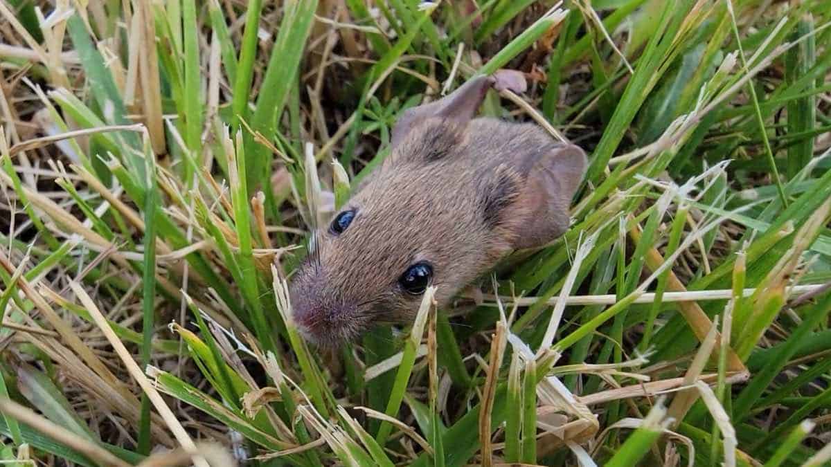 Wild mouse