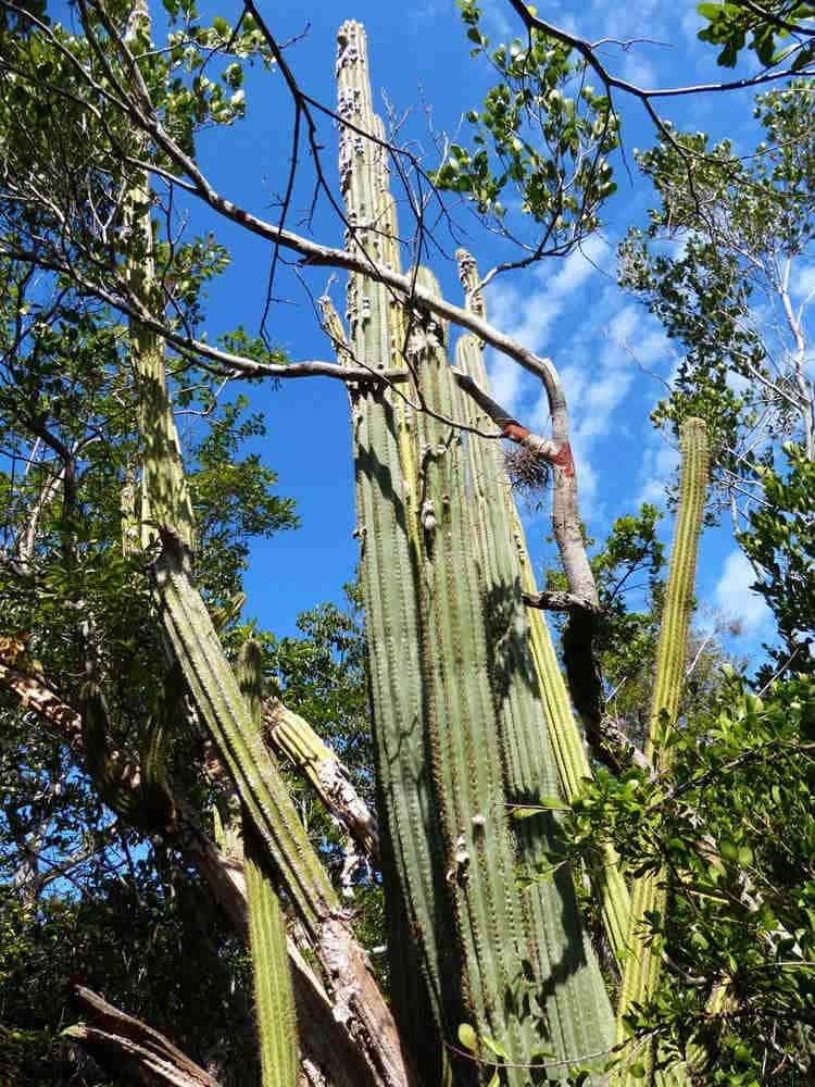 Tall cactus key largo