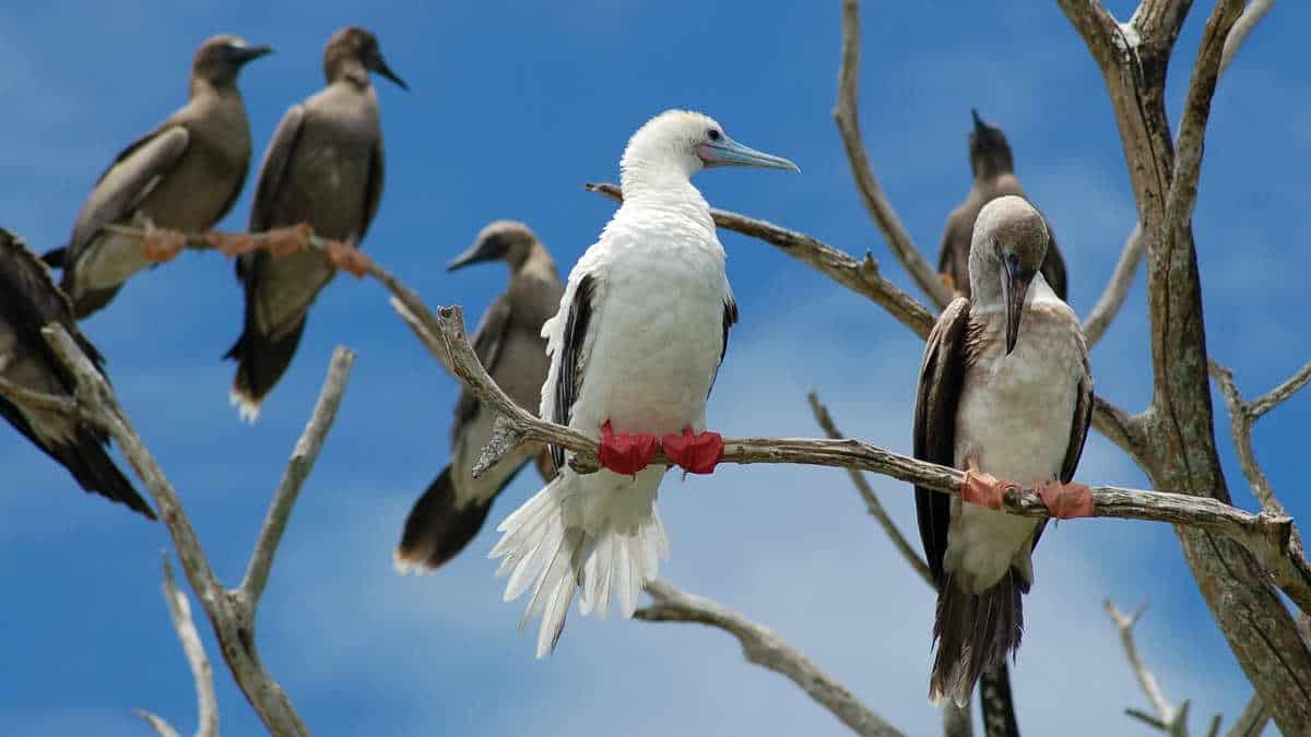 Red-footed booby seabirds on branch blue sky