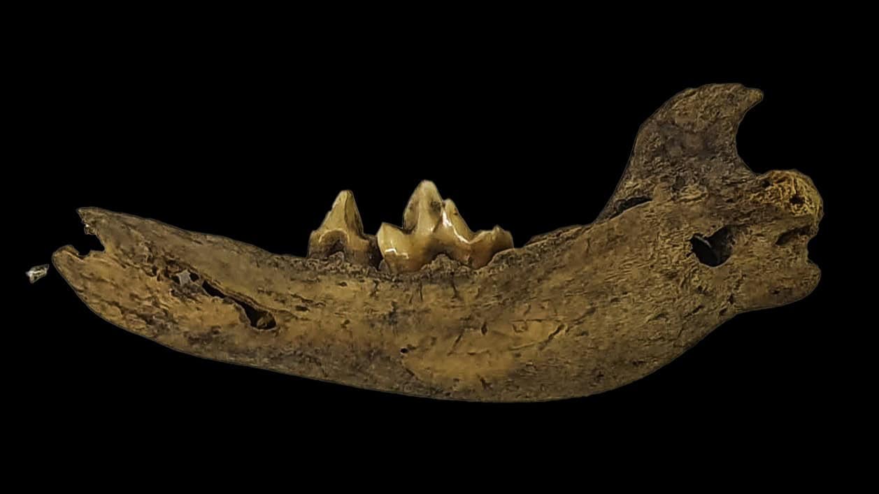 Ancient dingo jaw bone on black background
