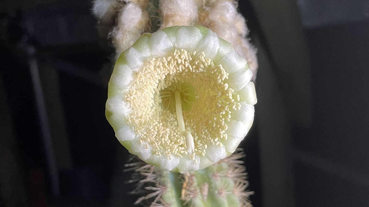 Key largo tree cactus flower
