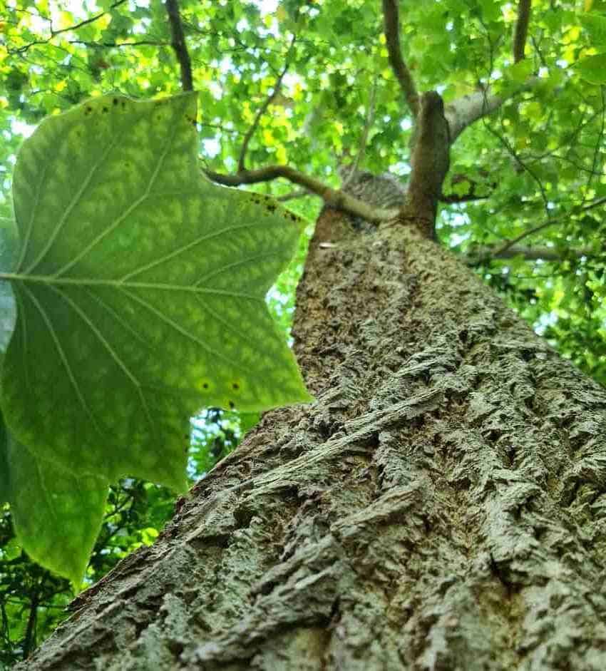Tulip tree viewed from base