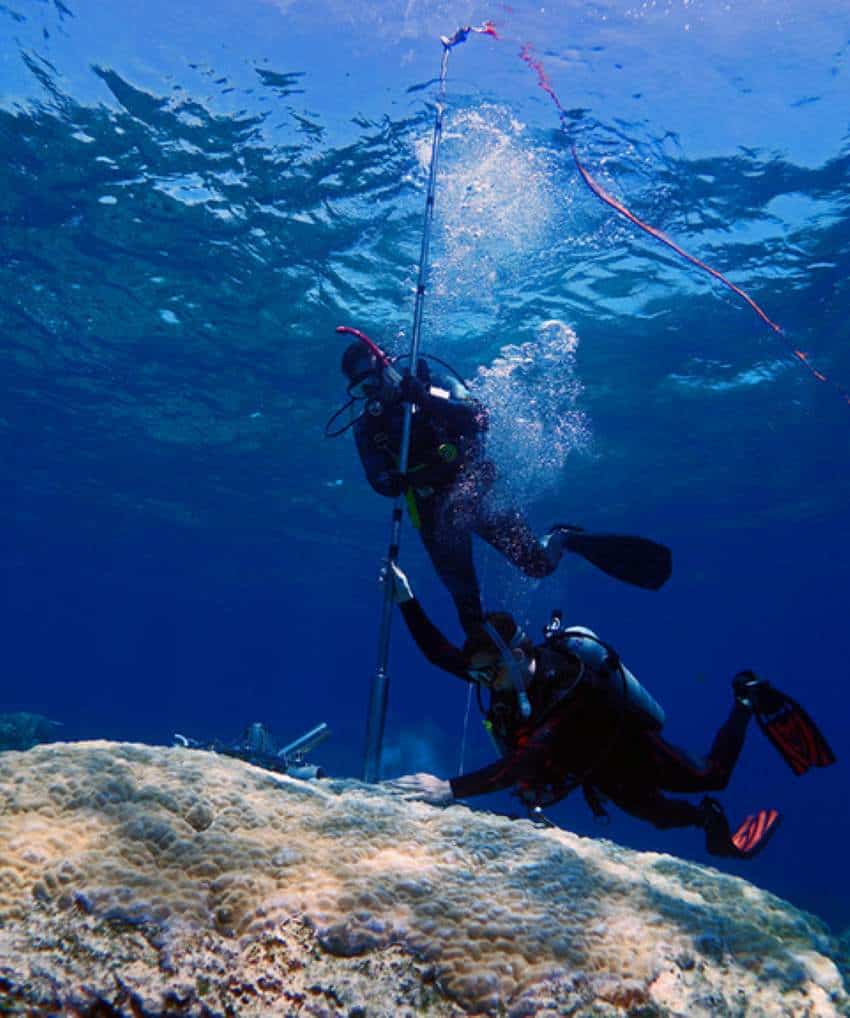 Two scuba divers drilling into large coral on reef