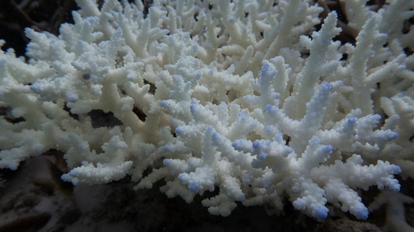 Close up of bleached coral