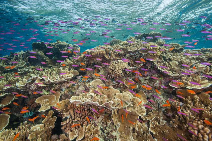 Corals and coloured fish underwater