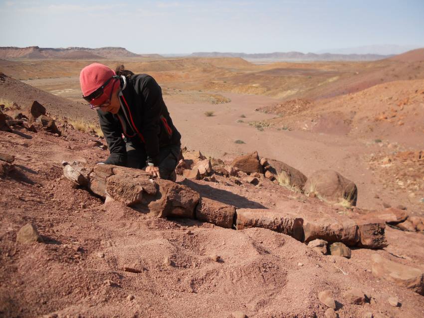 Person kneeling over fossil in red outcrop