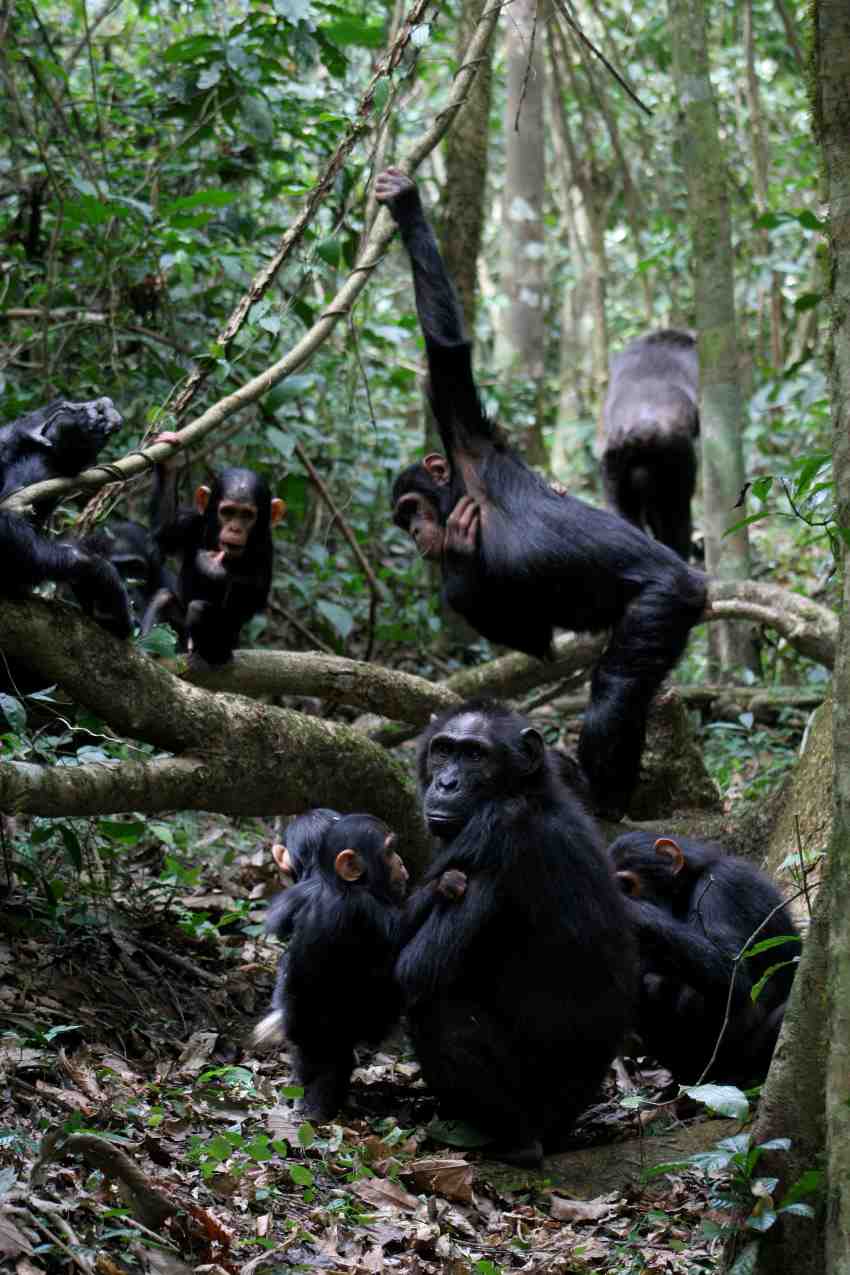 Group of chimpanzees in forest