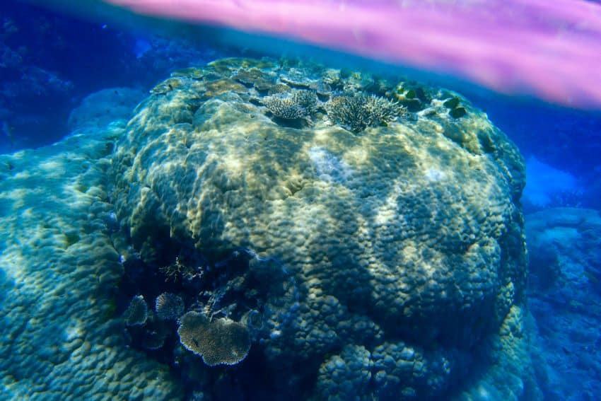 Coral underwater
