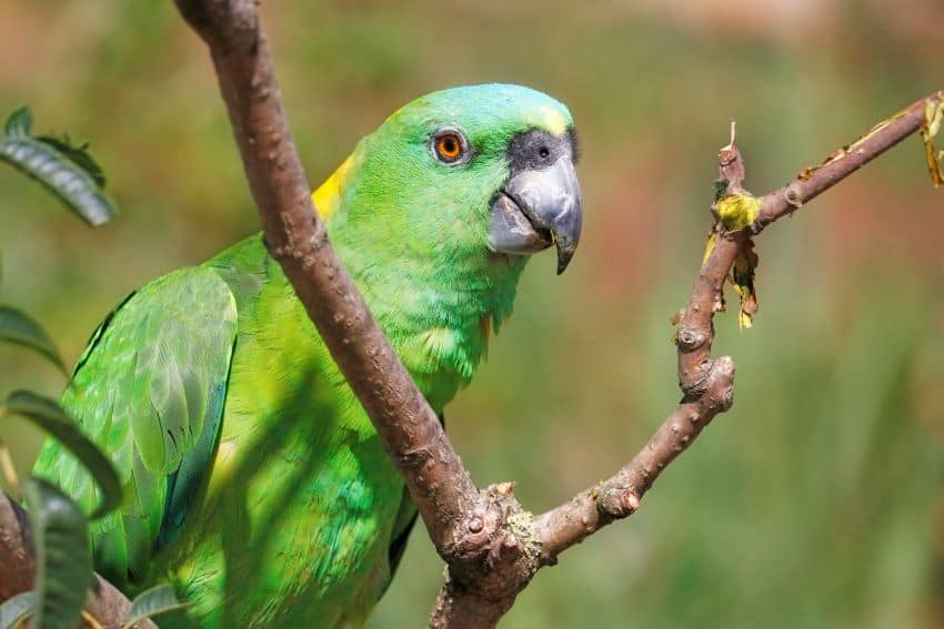 Close up of parrot called yellow-naped amazon