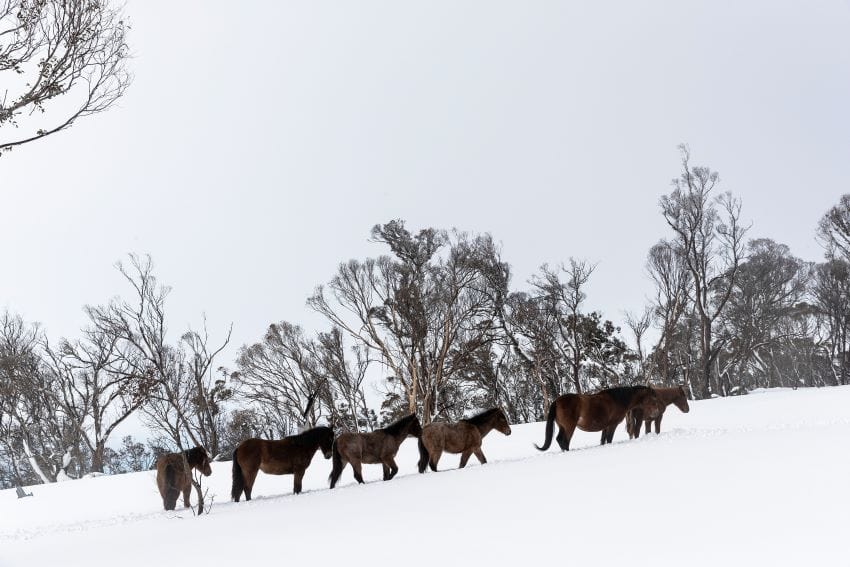 Herd of brumbies in snow