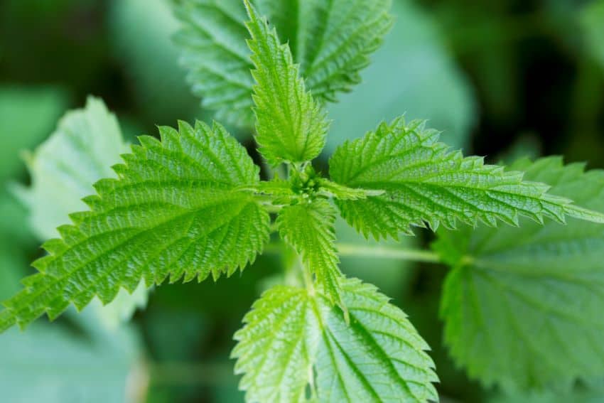 Close up of stinging nettle plant