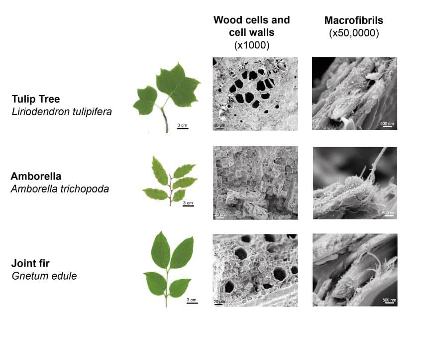 Three different trees with electron microscope wood imagery