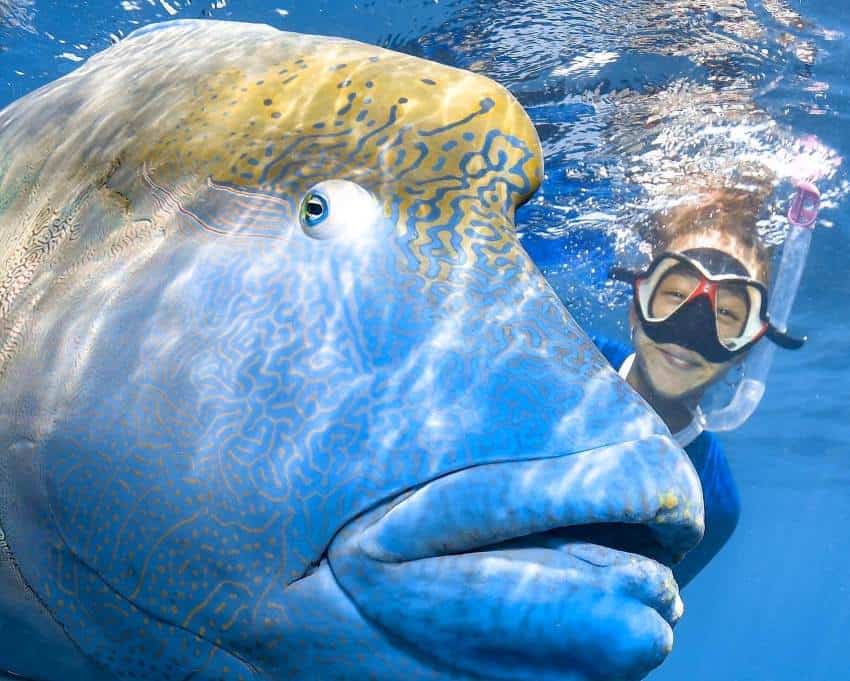Person with snorkel next to large fish