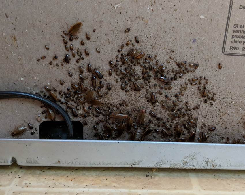 German cockroach infestation on ground