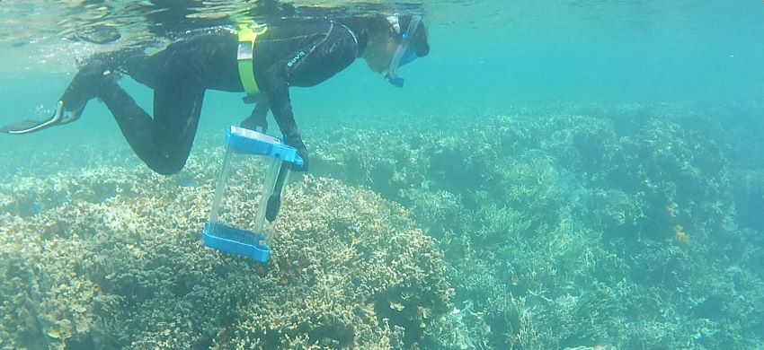 Person snorkelling with clear plastic box and tongs over shallow reef