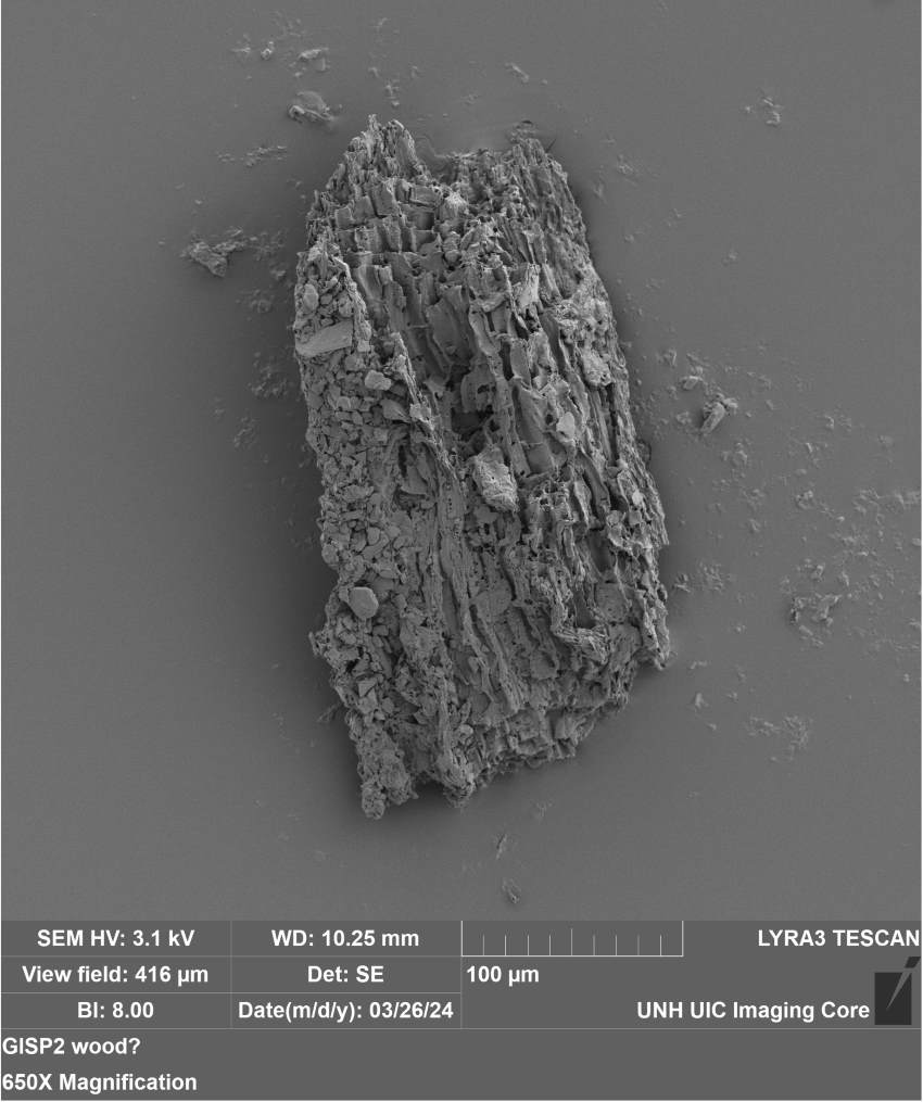 Close up of wood fragment