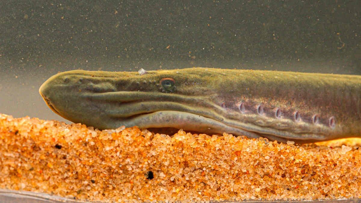 Close up head lamprey