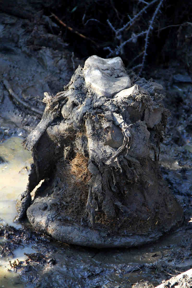 Mammoth foot in permafrost
