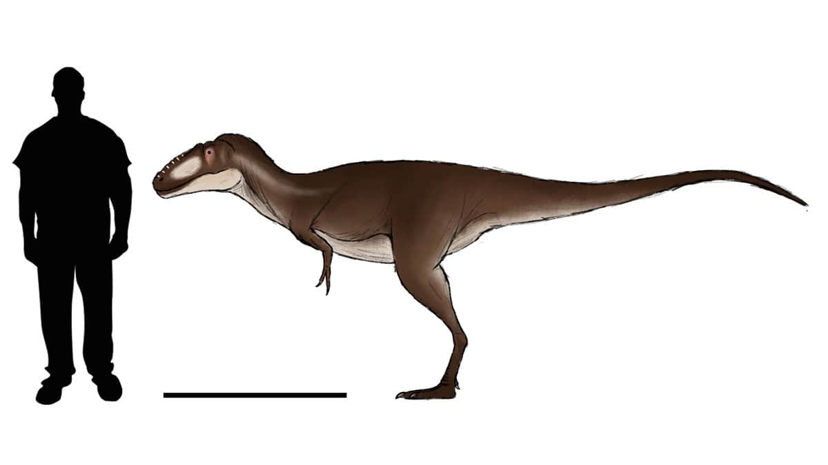 Small tyrannosaur dinosaur next to human silhouette for scale