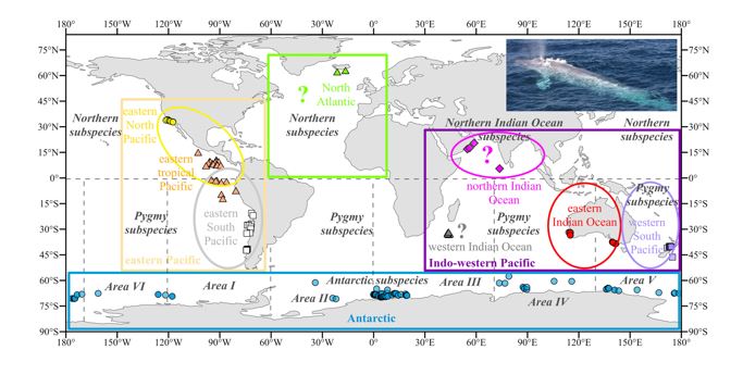 World map showing the distribution of blue whale populations