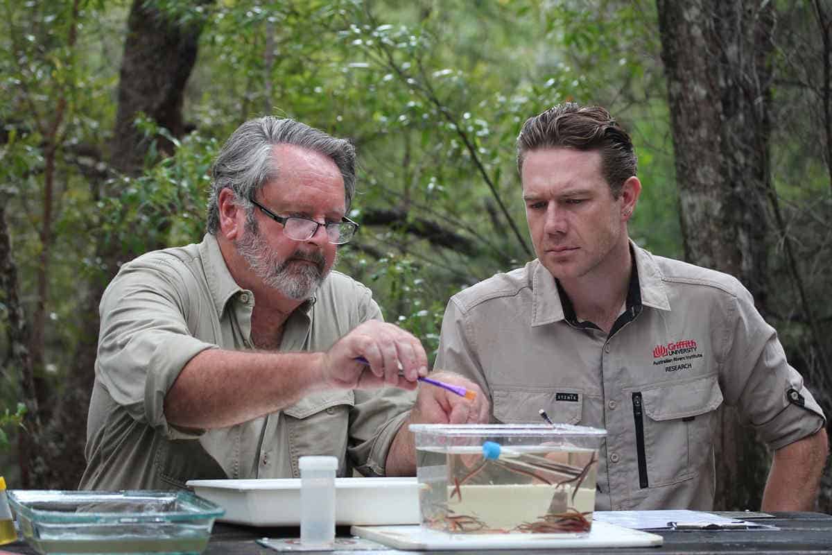 Two ecologists looking at lamprey in a tank outside in forest