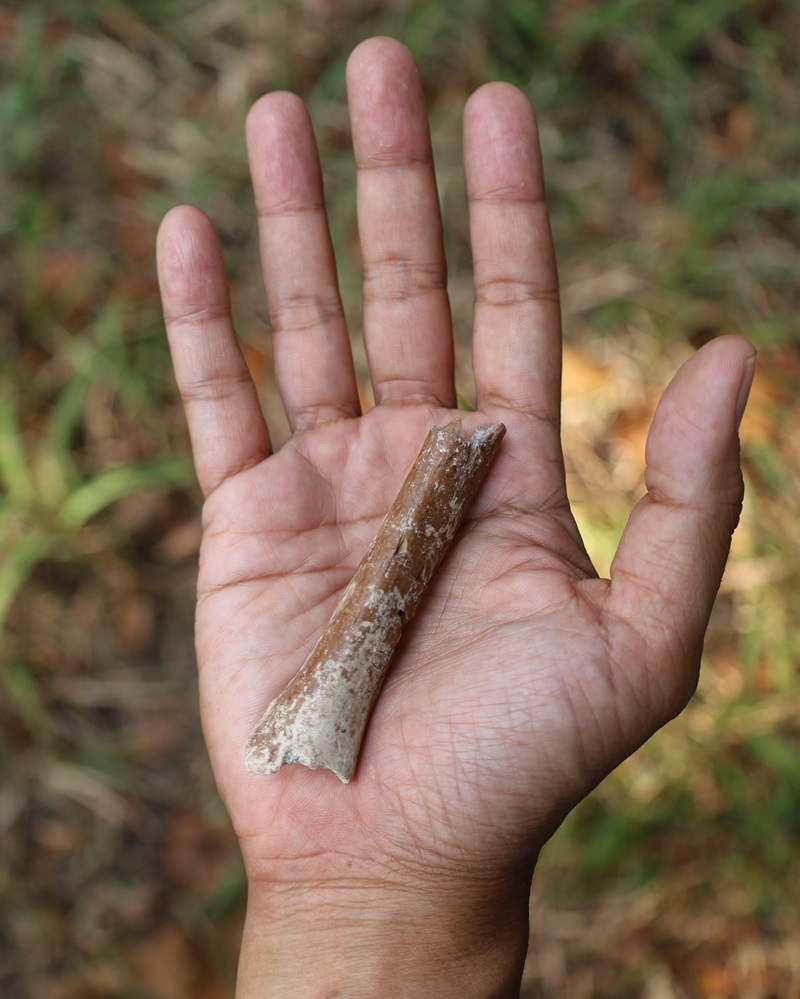 Fossil human arm bone in a hand
