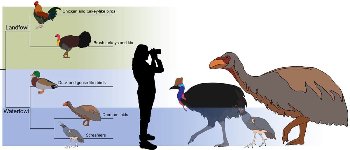 Size comparison birds