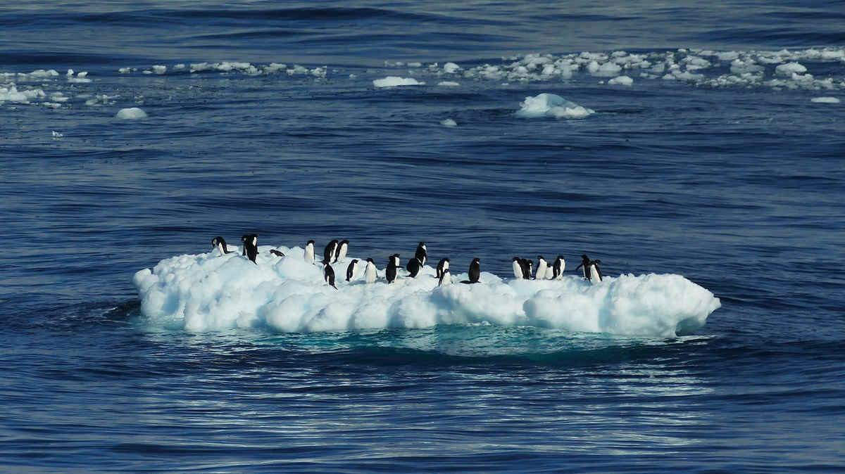 Adélie penguins gathered on an ice floe in the southern ocean in antarctica