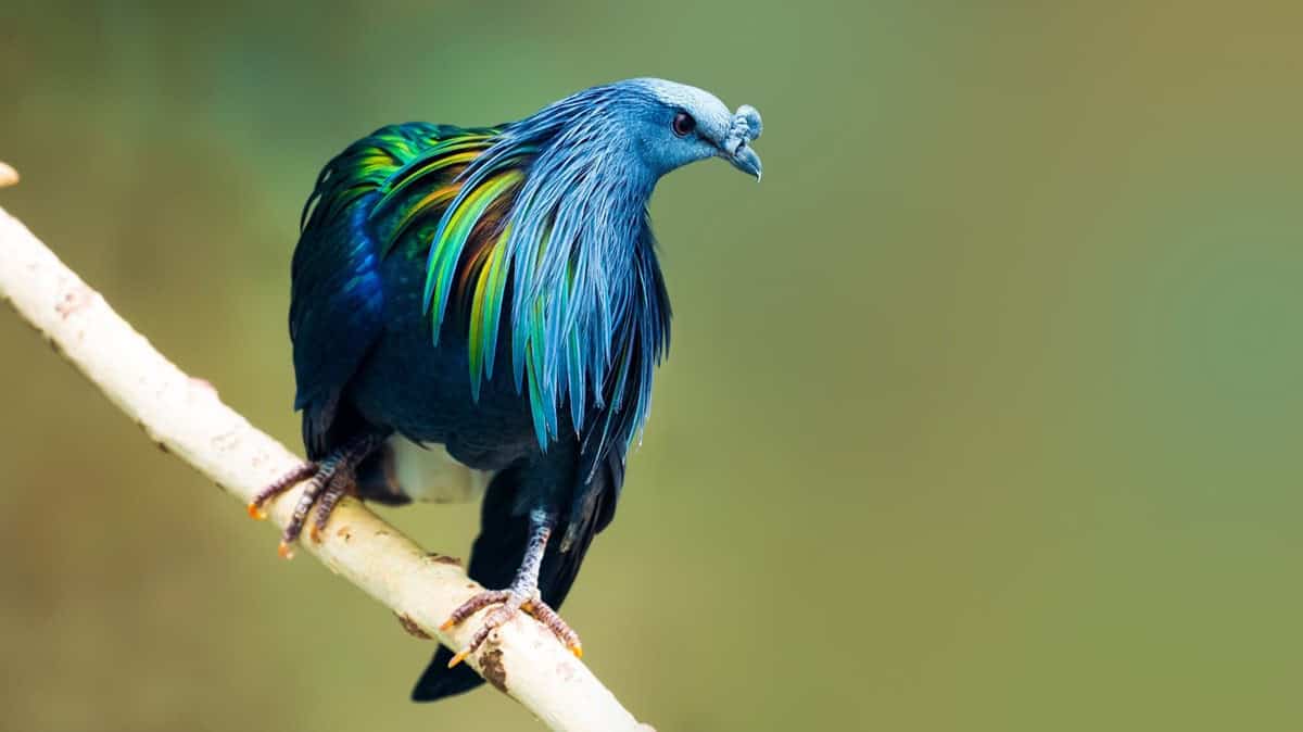 Nicobar pigeon or caloenas nicobarica sitting on branch. Beautiful colorful bird