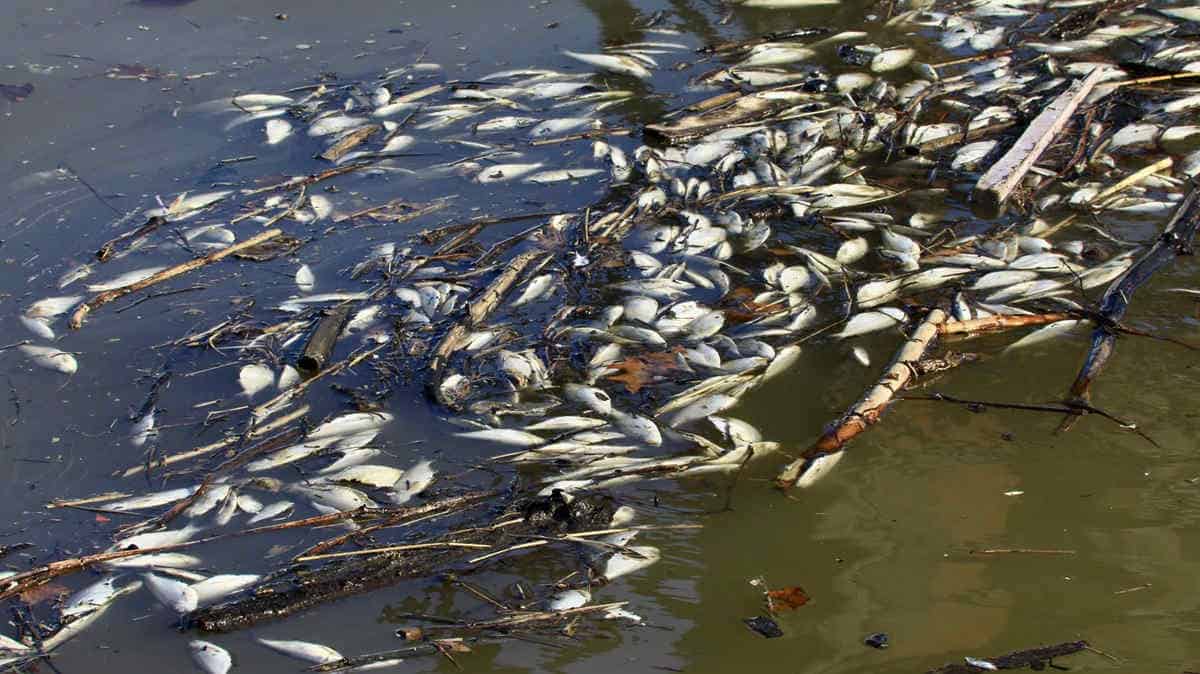Floating dead gizzard shad fish from a seasonal die off